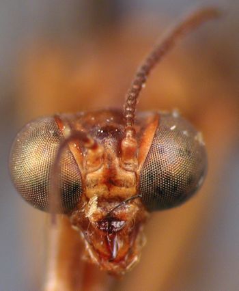 Media type: image;   Entomology 10758 Aspect: head frontal view